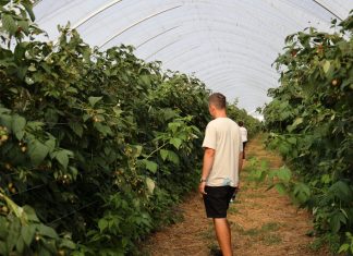 Upraw malin w intensywnej techologii