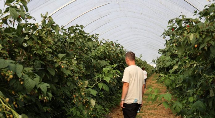 Upraw malin w intensywnej techologii