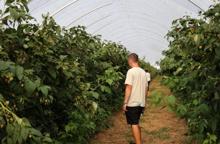 Upraw malin w intensywnej techologii
