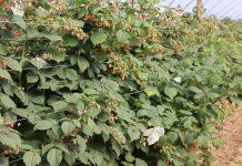 Ceny malin deserowych – 12 września 2023