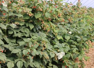 Ceny malin deserowych – 12 września 2023