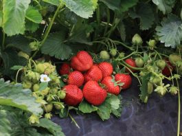 Precyzyjne technologie i potencjał nowych odmian truskawka