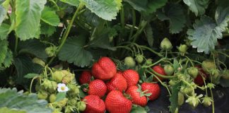 Precyzyjne technologie i potencjał nowych odmian truskawka