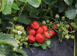 Precyzyjne technologie i potencjał nowych odmian truskawka