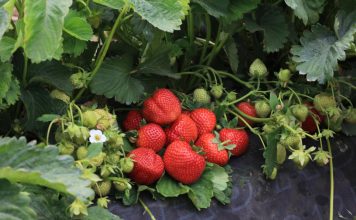 Precyzyjne technologie i potencjał nowych odmian truskawka