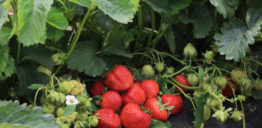 Precyzyjne technologie i potencjał nowych odmian truskawka