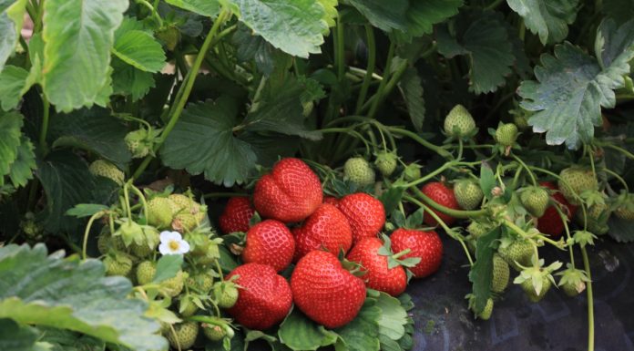 Precyzyjne technologie i potencjał nowych odmian truskawka