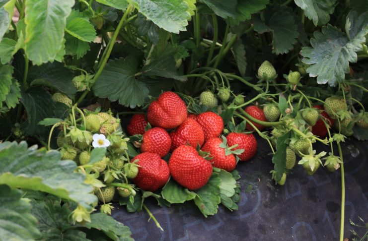 Precyzyjne technologie i potencjał nowych odmian truskawka