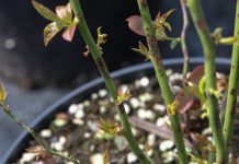 Groźna choroba borówki, zwłaszcza na nowych plantacjach