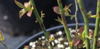 Groźna choroba borówki, zwłaszcza na nowych plantacjach