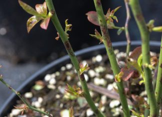 Groźna choroba borówki, zwłaszcza na nowych plantacjach