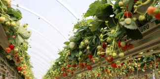 Sezon truskawek powtarzających owocowanie okiem producentów i dystrybutorów. Cz. I