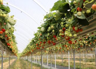 Sezon truskawek powtarzających owocowanie okiem producentów i dystrybutorów. Cz. I