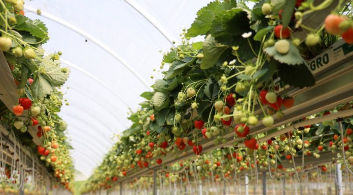 Sezon truskawek powtarzających owocowanie okiem producentów i dystrybutorów. Cz. I