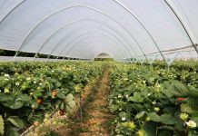 Tunele dla truskawek i nie tylko. Nowe propozycje!