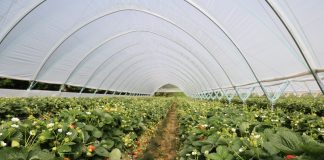 Tunele dla truskawek i nie tylko. Nowe propozycje!