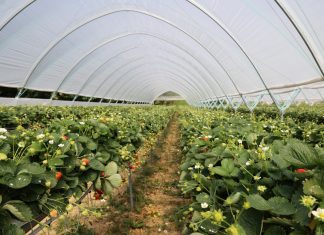 Tunele dla truskawek i nie tylko. Nowe propozycje!