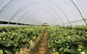 Tunele dla truskawek i nie tylko. Nowe propozycje!
