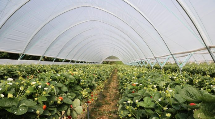 Tunele dla truskawek i nie tylko. Nowe propozycje!