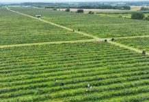 Gdzie uprawia się najwięcej borówki w Polsce?