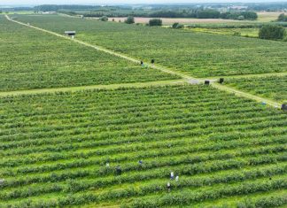 Gdzie uprawia się najwięcej borówki w Polsce?