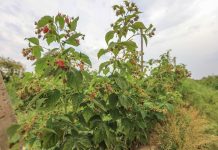 Ostatnie dni na złożenie wniosków o dopłaty dla plantatorów malin