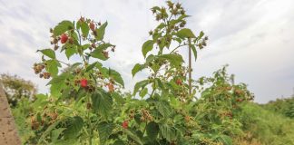 Ostatnie dni na złożenie wniosków o dopłaty dla plantatorów malin