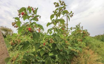 Ostatnie dni na złożenie wniosków o dopłaty dla plantatorów malin