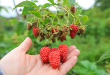 Czy będą dopłaty do hektara malin?