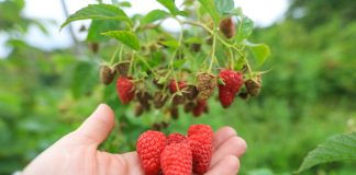 Czy będą dopłaty do hektara malin?