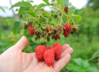 Czy będą dopłaty do hektara malin?