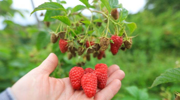 Czy będą dopłaty do hektara malin?