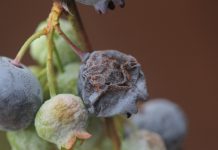 Zapach grzyba może pomóc w walce z Drosophila suzukii