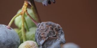 Zapach grzyba może pomóc w walce z Drosophila suzukii