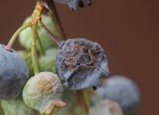 Zapach grzyba może pomóc w walce z Drosophila suzukii
