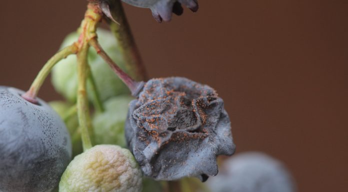 Zapach grzyba może pomóc w walce z Drosophila suzukii