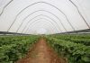 Sterowanie klimatem w tunelowej uprawie truskawek