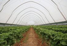 Sterowanie klimatem w tunelowej uprawie truskawek