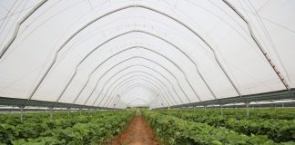 Sterowanie klimatem w tunelowej uprawie truskawek