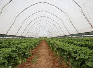 Sterowanie klimatem w tunelowej uprawie truskawek