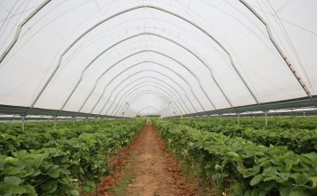 Sterowanie klimatem w tunelowej uprawie truskawek