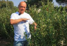 Jak poprawić wigor i kondycję borówkowych krzewów?