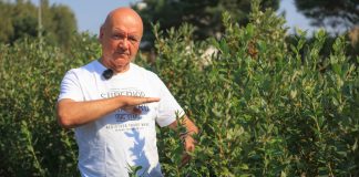 Jak poprawić wigor i kondycję borówkowych krzewów?