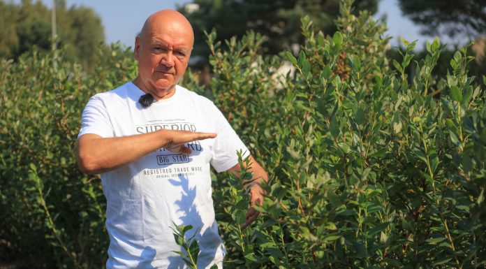 Jak poprawić wigor i kondycję borówkowych krzewów?