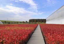 Czy jakość sadzonki borówki ma znaczenie?