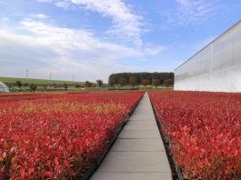 Czy jakość sadzonki borówki ma znaczenie?