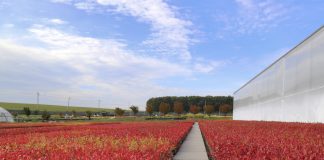 Czy jakość sadzonki borówki ma znaczenie?