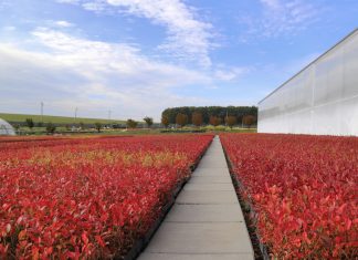 Czy jakość sadzonki borówki ma znaczenie?