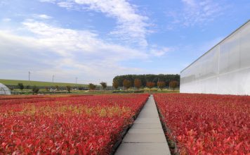 Czy jakość sadzonki borówki ma znaczenie?