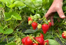 Odmiany truskawek i nowe numery w projekcie Truskawkowe Inspiracje z Geoplant Vivai